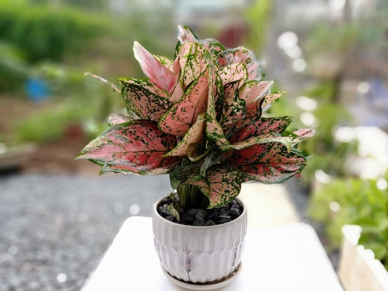 Chậu cây trang trí