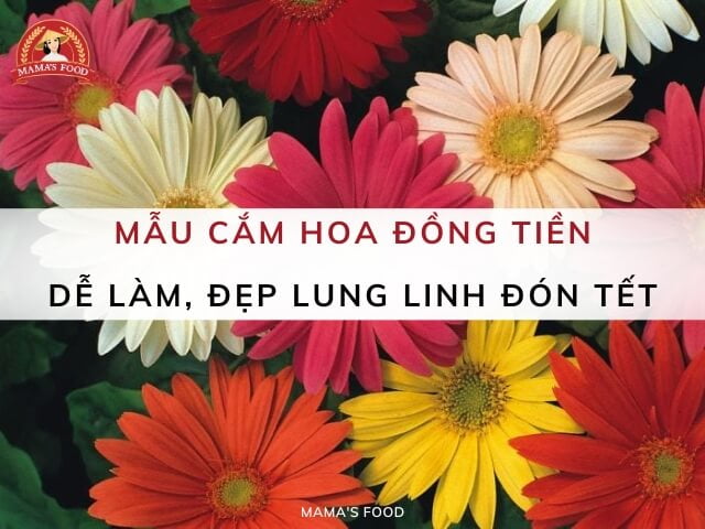 cắm hoa đồng tiền