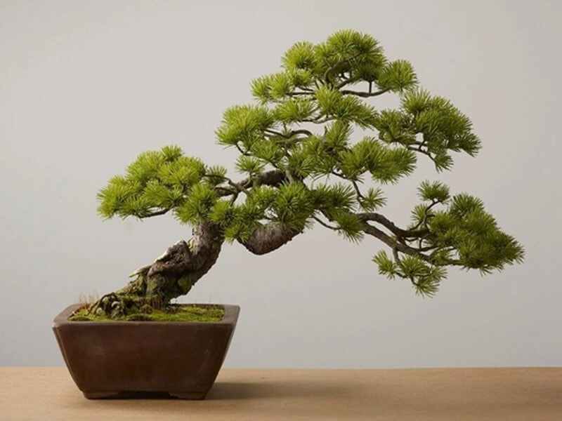 Chậu bonsai tặng Tết